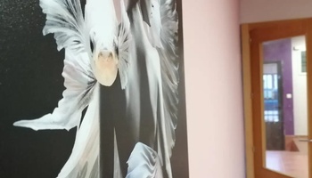 El aula Bette Davis es amplia y cuenta con luz y ventilación natural. Esta equipada para clases de teatro, danza, circo y es polivalente.